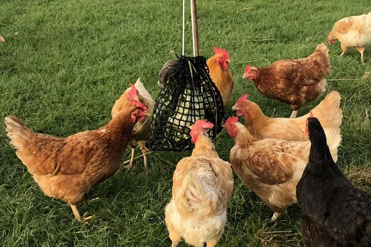Chickens - Barnyard in Chetnole, near Sherborne
