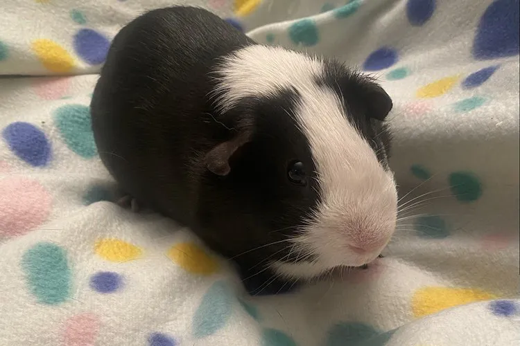 Guinea pig - Barnyard in Chetnole, near Sherborne