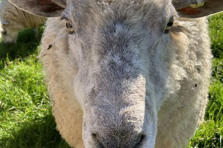 Sheep - Barnyard in Chetnole, near Sherborne