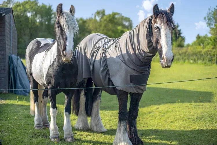 Horses - Barnyard in Chetnole, near Sherborne